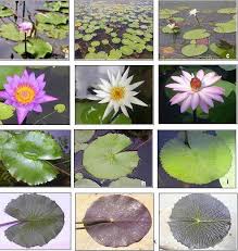 Image result for Nymphaea nouchali