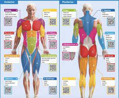 Learn vocabulary, terms and more with flashcards, games and other study tools. Stations And Muscles James P E Class
