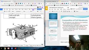 Author janice friedmanposted on april 8, 2019categories cells, resources. Cell Membrane Coloring Sheet Notes Screencast Youtube