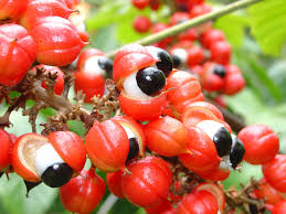 Epingle Sur Guarana Seed Extract