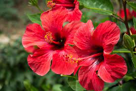 Das garten infoportal für den ambitionierten hobbygärtner. Garten Hibiskus Pflanzen Tipps Zu Standort Boden Pflanzzeitpunkt
