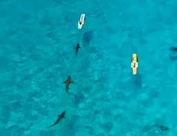 Lastly, neither does it always cause them to attack their prey. Can Sharks Smell A Drop Of Human Blood In The Ocean