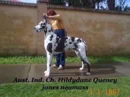 While we breed for show, we offer high quality pet puppies for sale. Great Dane Puppies For Sale Coimbatore Free Classified Ads