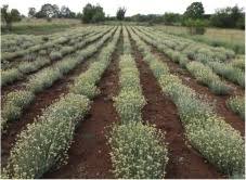 Image result for Helichrysum panduratum