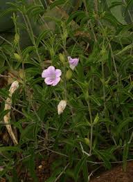 Image result for Barleria lancifolia