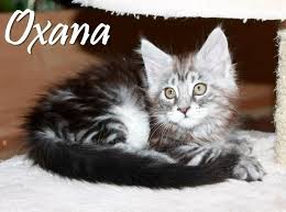 Maine coon, rum tum tummer, is pictured during the supreme cat show on october 28, 2017 in birmingham, england. Maine Coon Kitten Madchen Black Silver Tabby In Bocholt Auf Kleinanzeigen De