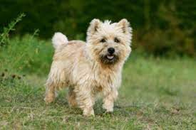 We have thousands of promotional, cool and brindle cairn terrier buttons for every … the cairn terrier dog breed is a … Cairn Terrier Puppies Available In Phoenix Tucson Az