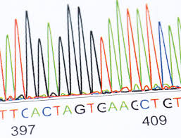 Learn about the origins of agriculture, the evolution of crop modification and how we got the foods we eat today. What Are Gm Crops And How Is It Done Royal Society