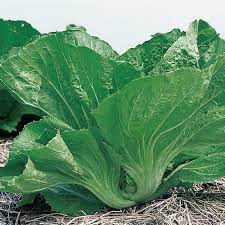 Menanam sayur sendiri dapat membantu kamu dan keluarga mendapatkan produk yang sehat, segar, lezat, dan berkualitas. Inilah Gambar Sawi Pahit Benih Sayur Pilihan Petani Indonesia Platinum Seed