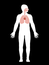 There are a number of different types of genetic disorders (inherited) and include: How Coronavirus Attacks The Human Body The Washington Post