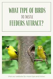 Thistle Feeders Attract Goldfinches In Abundance Feeder Bird Feeders Wild Bird Store