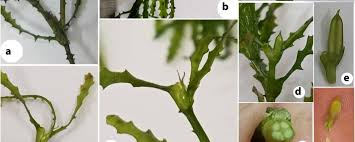 Image result for Najadaceae