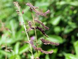 Image result for Desmodium incanum