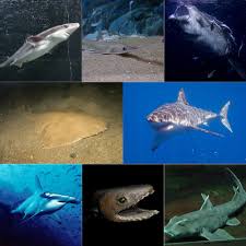 They can reach between 10 and 14 feet in length and 850 to 1400 pounds in weight. Shark Wikipedia
