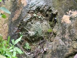 Saúde mental hakkında en iyi telegram kanalları, grupları, botları ve çıkartmaları. Penyelidik Umk Temui Fosil Tapak Kaki Dinosaur Di Bukit Panau