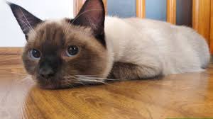 She has started sneezing and she sounds like her little nose if stuffed up. Siamese Cat Mix Persian Cat 9 Month Old Cat Youtube
