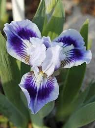Iris Ice And Indigo Bluestone Perennials In 2020 Flowers Perennials Perennials Perennial Plants
