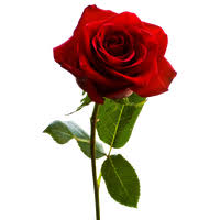 Please, do not forget to link to flower png images, bouquet, roses page for attribution! Download Rose Free Png Photo Images And Clipart Freepngimg