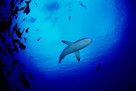 Choisissez parmi des contenus premium underwater looking up de la plus haute qualité. How To Take Amazing Underwater Photos Traveler S Edition