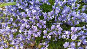 Image result for Polygala rivularis