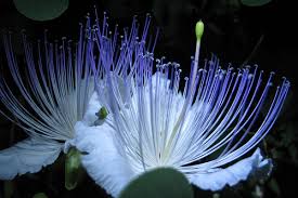 Image result for Capparaceae