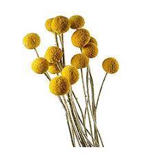 Amazon Com Dongliflower 30 Stems Pcs Dried Natural Craspedia Flowers Billy Button Balls 16 20 Tall Billy Buttons Dried Flowers Craspedia