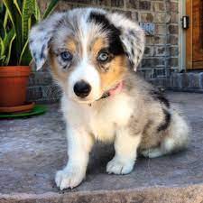 They are a corgi australian shepherd cross. 16 Corgi Mixes That Will Melt Your Cold Unloving Heart Corgi Aussie Mix Aussie Puppies Corgi Mix Breeds
