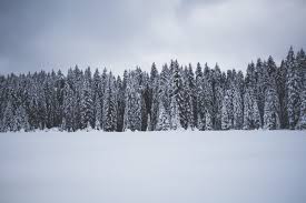 We started at 6am in light drizzle and thick fog. A Snow Day In Pokljuka Slovenia Wandering Helene