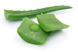 Come curare psoriasi usando moderni metodi di trattamento della psoriasi? Come Curare La Psoriasi Con L Aloe Vera Blog Db Company