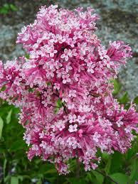 Blue Sky Nursery Syringa Syringa Tinkerbelle Beautiful Flowers Lilac Tree Lilac Plant