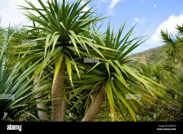Image result for Dracaenaceae