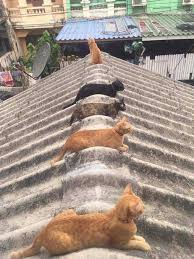 Great Look Out From Here Katzen Tiere Tiere Hund
