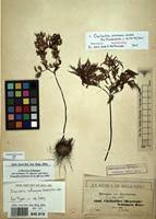 Image result for Cheilanthes schimperi