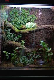 Spathiphyllum Tillandsia Davallia Ficus Pumila Anturium Syngonium Podophyllum White Butterf Reptile Terrarium Reptile Habitat Snake Terrarium