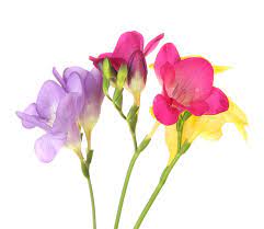 Pin On حدائق ورد تنسيق زهورنباتات طبيعية صناعيةgardens Flower Coordinate Flowers Plants Natural Artificial