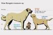 Kangal Dog - PetGuide