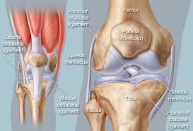 A tendon is a band of tissue that connects a the two peroneal tendons in the foot run side by side behind the outer a. Knee Human Anatomy Function Parts Conditions Treatments
