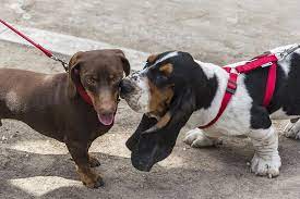 Check spelling or type a new query. How To Introduce Your Dog To A New Dog