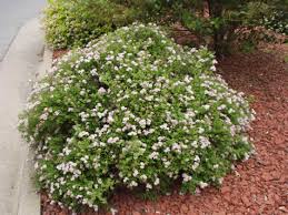 Image result for Spiraea japonica ´Little Princess