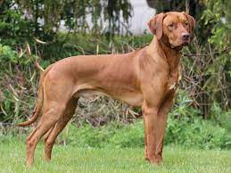 Check spelling or type a new query. Rhodesian Ridgeback Price Range Rhodesian Puppies For Sale Cost