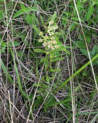 Image result for Xysmalobium heudelotianum