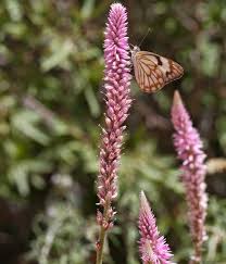 Image result for Hermbstaedtia fleckii