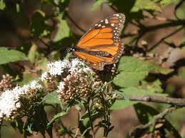 Monarch Butterfly Sanctuary Santuario De La Mariposa Monarca Mexico Plants Flowers Beauty