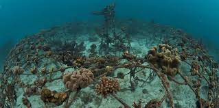 Maybe you would like to learn more about one of these? Artificial Reefs What Works And What Doesn T