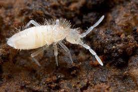 By preventing damp areas from occurring, you will not have an ideal environment for springtails to thrive in. Springtails Facts Identification And How To Control Pest Wiki
