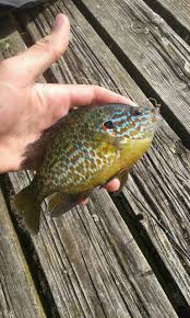 Depuis 20 ans et les 1er gros silure record de plus de 250cm , la taille maximale de ce gros poisson d'eau douce a assez peu évoluée, et même si les fantasmes. Record Perche Soleil Avec Une Nymphe Nymphe Soleil