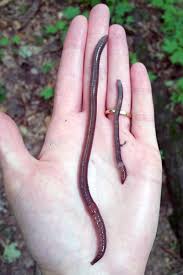 If the earthworm lives in a thriving environment and free from most predators, it is not uncommon for earthworms to live up to 10 years or more. Research Update Jumping Worms And Sleeping Cocoons Uw Arboretum