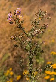 Image result for Athrixia