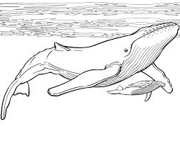 The varied coloration of the different whale species allow children to experiment with diverse shades. Two Blue Whales Coloring Page Free Printable Coloring Pages For Kids