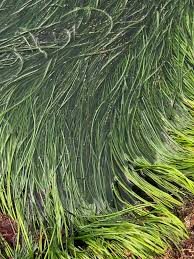 Image result for Zosteraceae